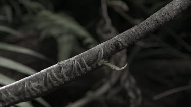 Centipede crawling on a branch in slow motion