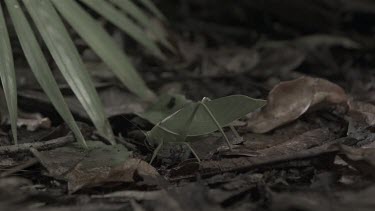 Centipede crawling by a jumping Hooded Katydid in slow motion