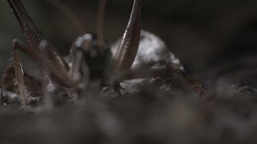 Close up of White-Kneed King Cricket jumping in slow motion