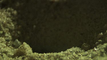 Antlion larva burrowing in the sand