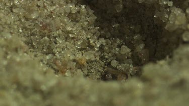 Close up of an Antlion larva burrowing in the sand