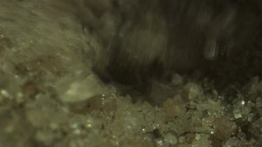 Close up of an Antlion larva burrowing in the sand