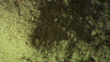 Antlion larva burrowing in the sand