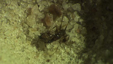 Antlion larva burrowing in the sand