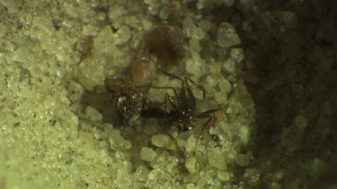 Antlion larva burrowing in the sand