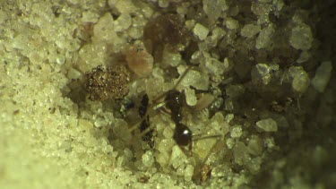 Antlion larva burrowing in the sand