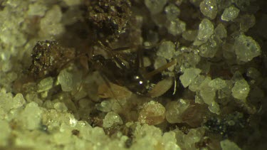 Antlion larva burrowing in the sand