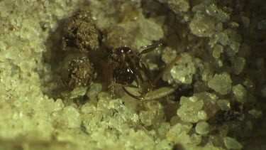 Antlion larva burrowing in the sand