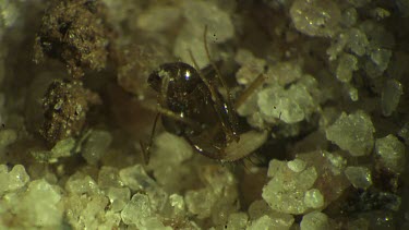 Antlion larva burrowing in the sand