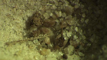 Antlion larva burrowing in the sand