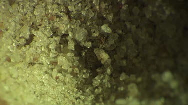 Antlion larva burrowing in the sand