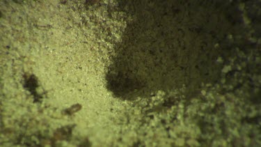 Antlion larva burrowing in the sand