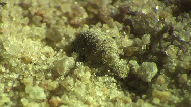 Antlion larva burrowing in the sand