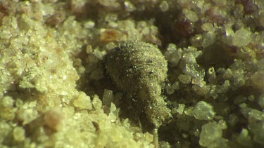 Antlion larva burrowing in the sand