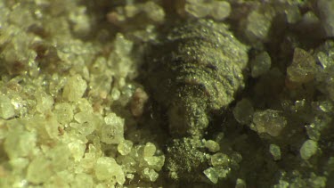 Antlion larva burrowing in the sand