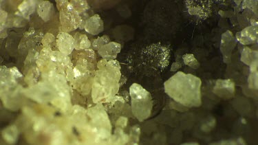 Antlion larva burrowing in the sand