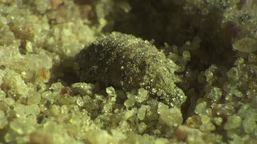 Antlion larva burrowing in the sand