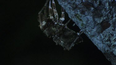 Close up of a Portia Spider crawling on a branch in the dark
