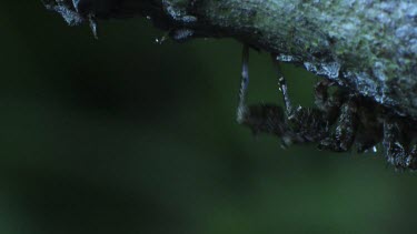Close up of a Portia Spider crawling on a branch