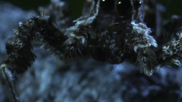 Extreme close up of a Portia Spider in the dark