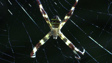 Close up of a St Andrew's Cross Spider on a web