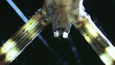 Close up of a St Andrew's Cross Spider