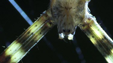 Close up of a St Andrew's Cross Spider