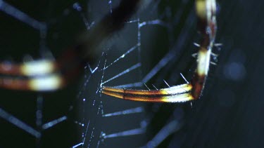 Close up of a St Andrew's Cross Spider on a web