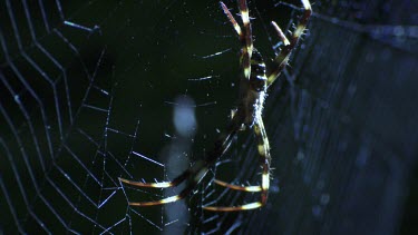 Close up of a St Andrew's Cross Spider on a web