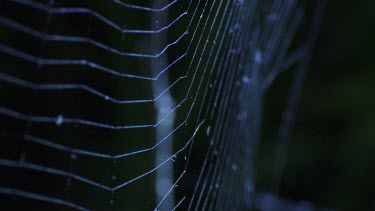 Close up of a St Andrew's Cross Spider on a web