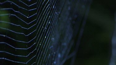 Close up of a St Andrew's Cross Spider on a web