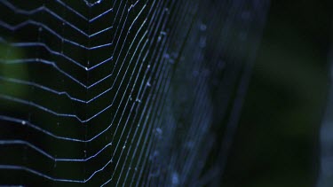 Close up of a St Andrew's Cross Spider on a web