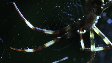 Close up of a St Andrew's Cross Spider on a web