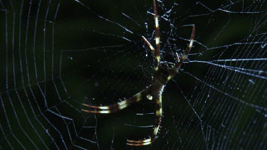 St Andrew's Cross Spider on a web and a Portia Spider on a branch