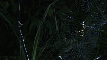 St Andrew's Cross Spider on a web and a Portia Spider on a branch