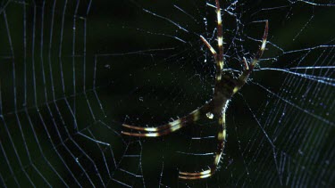 Close up of a St Andrew's Cross Spider on a web in the dark