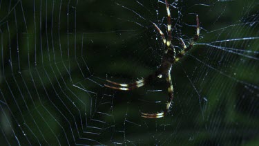 Close up of a St Andrew's Cross Spider on a web