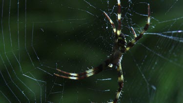 Close up of a St Andrew's Cross Spider on a web