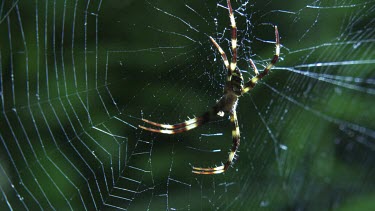 CM0001-WOW-0044407 Close up of a St Andrew's Cross Spider on a web