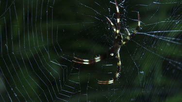 Close up of a St Andrew's Cross Spider on a web