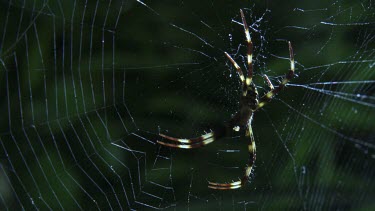 Close up of a St Andrew's Cross Spider on a web