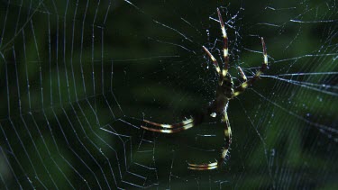 Close up of a St Andrew's Cross Spider on a web