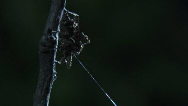 Close up of a Portia Spider on a branch