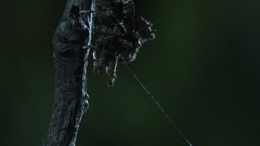 Close up of a Portia Spider on a branch