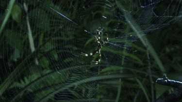 Close up of a St Andrew's Cross Spider on a web