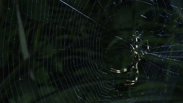 Close up of a St Andrew's Cross Spider on a web