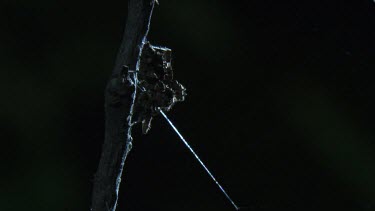 Portia Spider on a branch in the dark