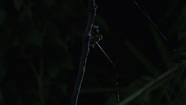 Portia Spider on a branch in the dark