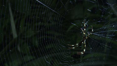 Close up of a St Andrew's Cross Spider on a web