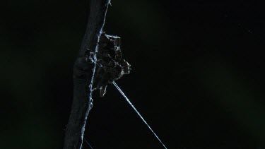 Portia Spider on a branch in the dark